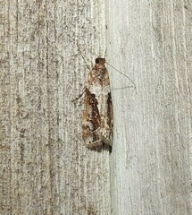 Eudonia submarginalis