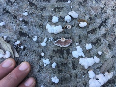 Schizophyllum commune