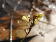 Utricularia bremii