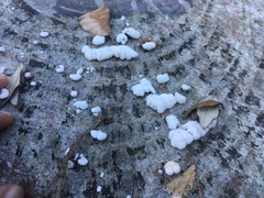 Schizophyllum commune