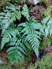 Asplenium onopteris