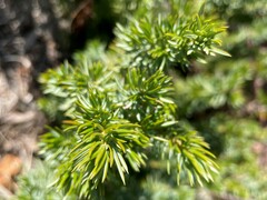 Juniperus rigida conferta