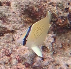 Chaetodon citrinellus