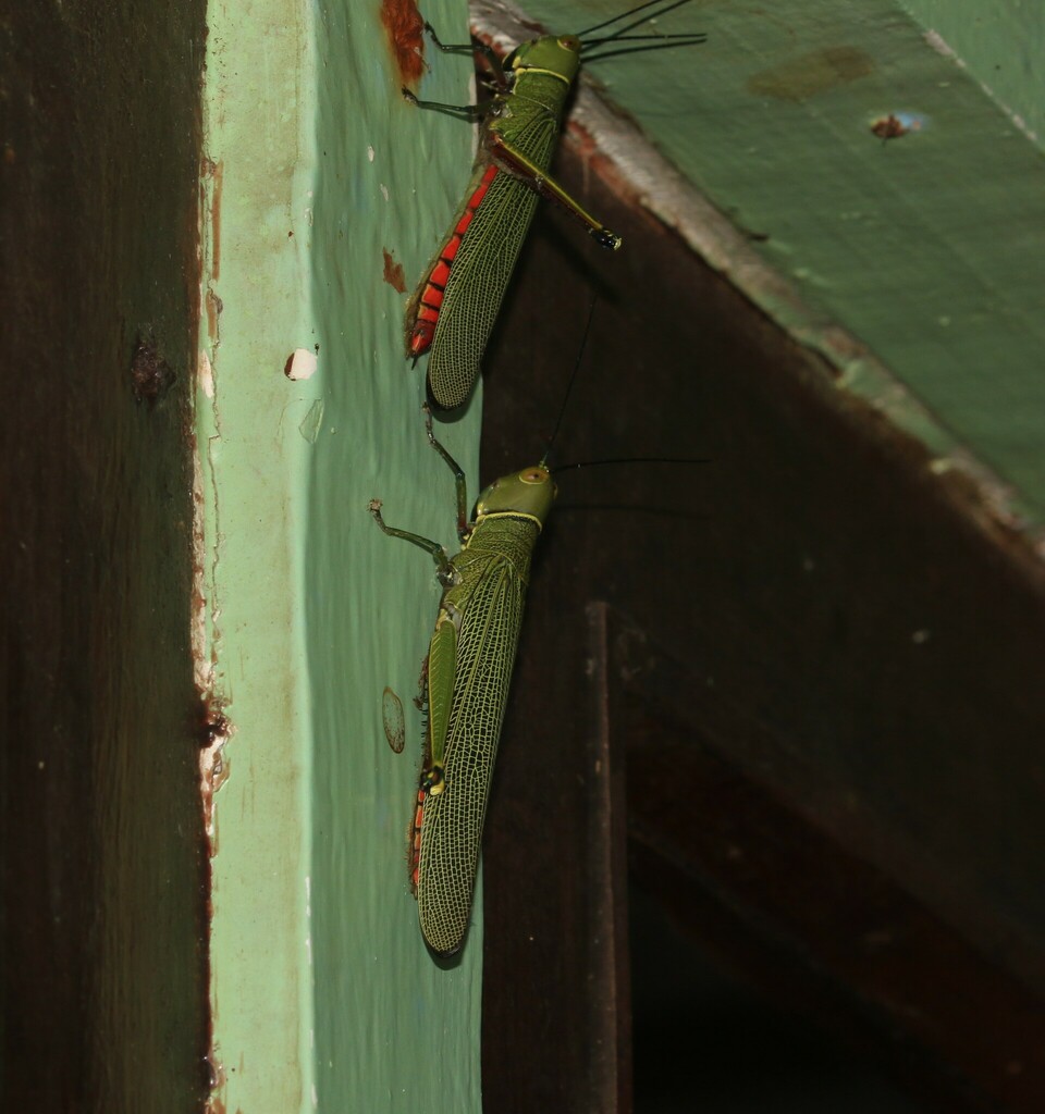 Copiocerina