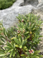 Strumpfia maritima