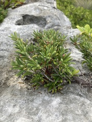Strumpfia maritima