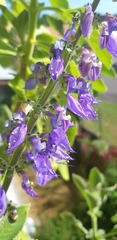 Coleus barbatus grandis