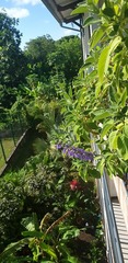 Coleus barbatus grandis