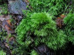 Leucobryum