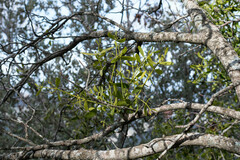 Viscum cruciatum