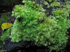 Leucobryum