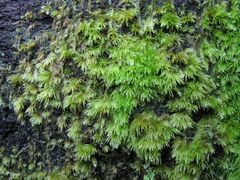 Leucobryum