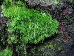 Leucobryum