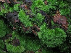 Leucobryum