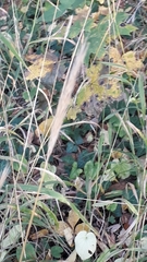 Hordelymus europaeus