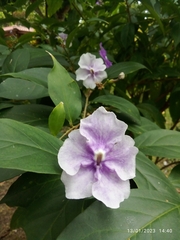 Brunfelsia pauciflora