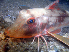 Chelidonichthys lucerna