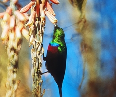 Cinnyris mariquensis