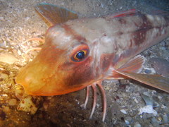 Chelidonichthys lucerna