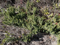 Juniperus rigida conferta