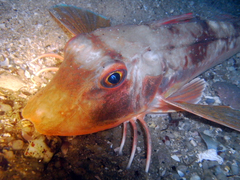 Chelidonichthys lucerna