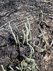Cladonia subradiata