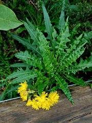 Sonchus congestus