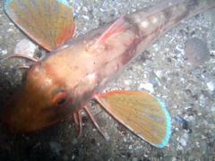 Chelidonichthys lucerna
