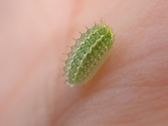 Apoda limacodes