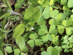 Bothriospermum zeylanicum