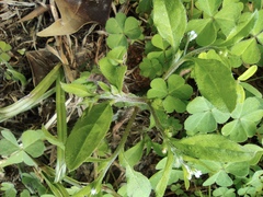 Bothriospermum zeylanicum