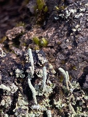 Cladonia subradiata