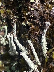 Cladonia subradiata