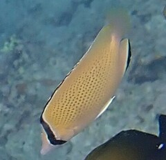 Chaetodon citrinellus