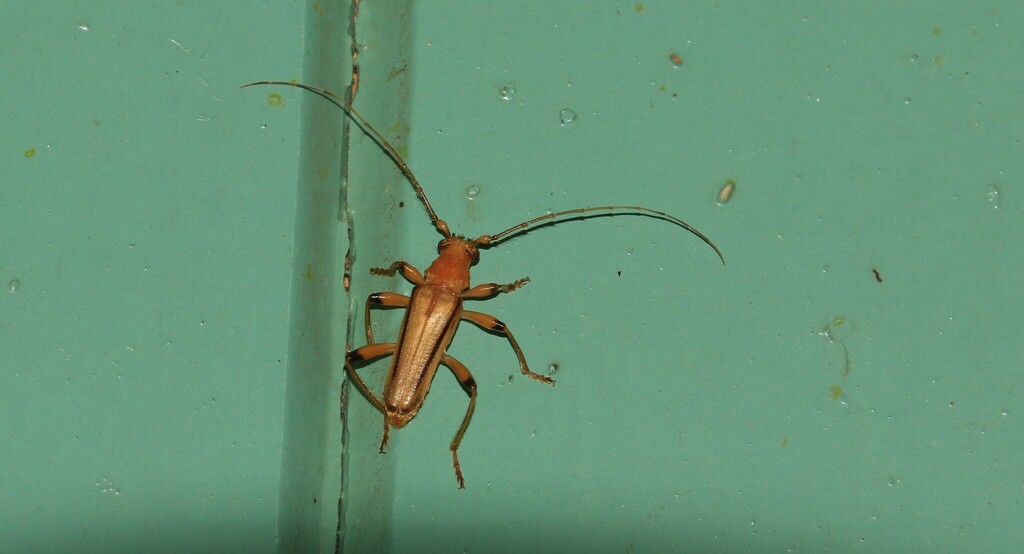 Limernaea lineata
