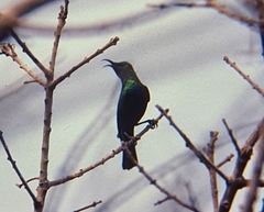 Cinnyris mariquensis