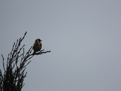 Carduelis carduelis