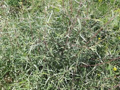 Artemisia daghestanica
