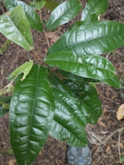 Aextoxicon punctatum