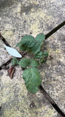 Rubus croceacanthus