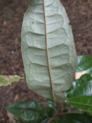 Aextoxicon punctatum