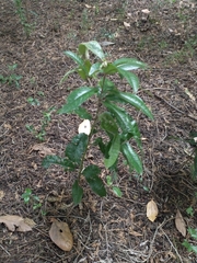 Aextoxicon punctatum