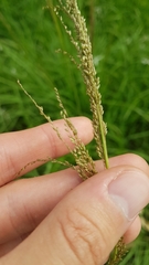 Sporobolus pyramidalis