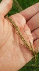 Sporobolus pyramidalis