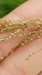 Sporobolus pyramidalis