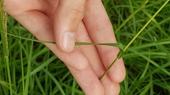 Sporobolus pyramidalis