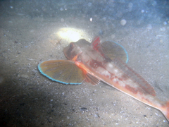 Chelidonichthys lucerna
