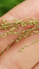 Sporobolus pyramidalis