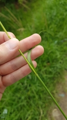 Sporobolus pyramidalis