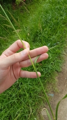 Sporobolus pyramidalis